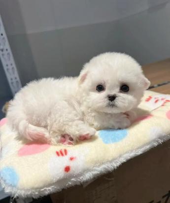幼犬呼吸道感染吃什么药最好