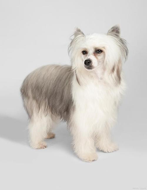 4个月的西施犬好养活吗-图1