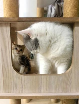 猫换牙的时间是从几个月开始