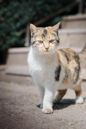 经常打猫的后果严重-图1