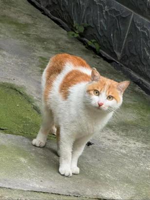 两个月小猫感冒必死-图1