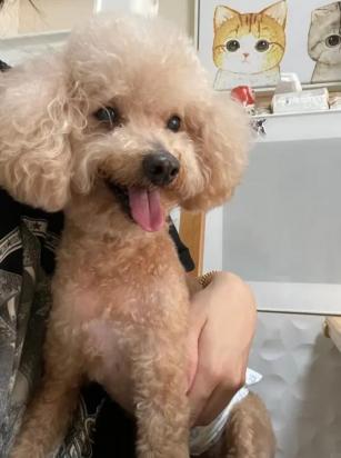 狗和狗怎么传染细小