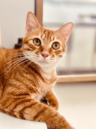 可爱猫咪的头像-图1