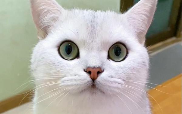 两个月的小猫可以洗澡吗-图1