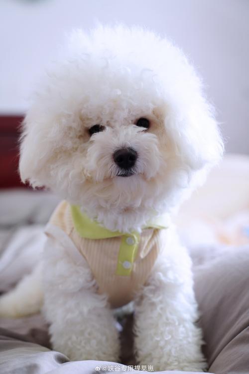 小狗后腿发抖精神不振是什么原因