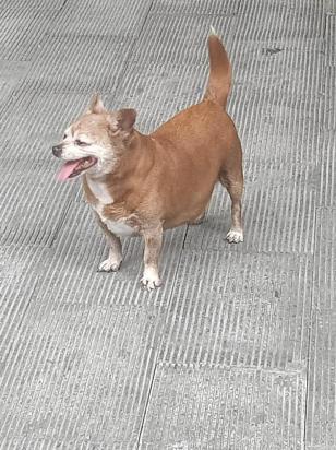 5个月的古代牧羊犬好养活吗-图1