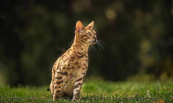 豹猫吃猫粮吗-图1