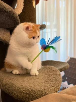 两个新手猫咪不会配怎么办-图1