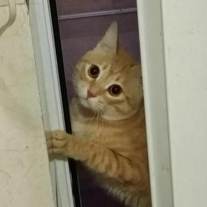 绝育后的猫咪还会发情吗-图1