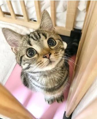 近亲繁殖猫咪的危害-图1