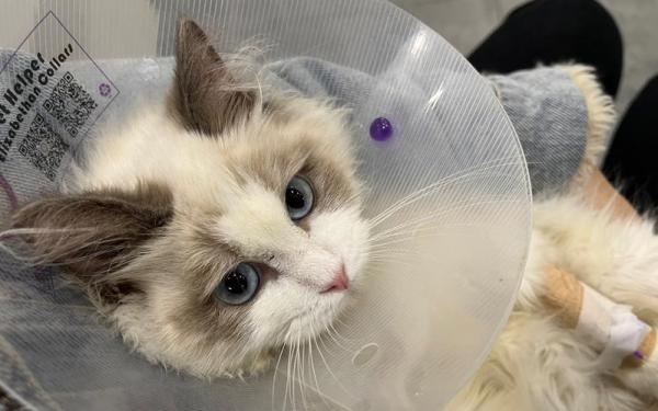 金黄眼睛的猫是什么品种-图1