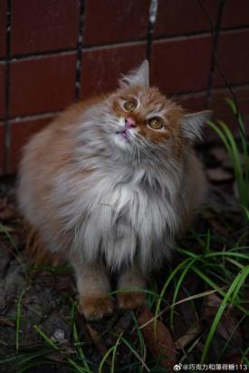 猫和狗哪个视力更好-图1