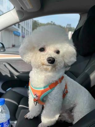 犬瘟抽搐症状有哪些-图1