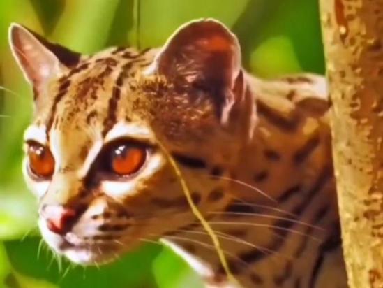 5个月的豹猫好养活吗-图1