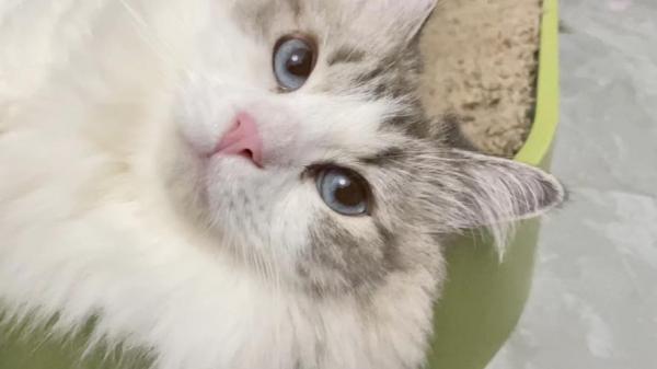 5个月的布偶猫好养活吗
