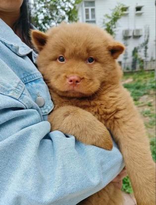 5个月的蝴蝶犬好养活吗-图1