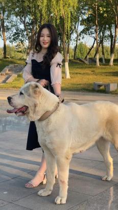 4个月的中亚牧羊犬好养活吗-图1