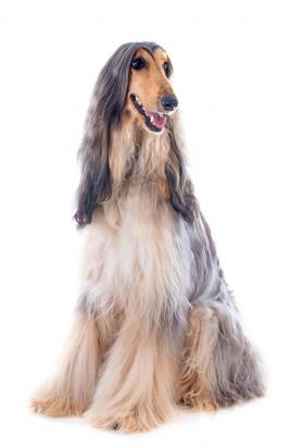 5个月的阿富汗猎犬好养活吗-图1