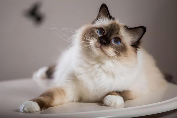 5个月的巴厘猫好养活吗-图1