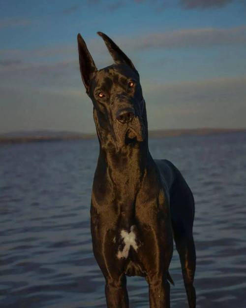 5个月的大丹犬好养活吗-图1