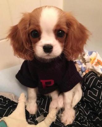 长得像狐狸的小型犬是什么品种-图1