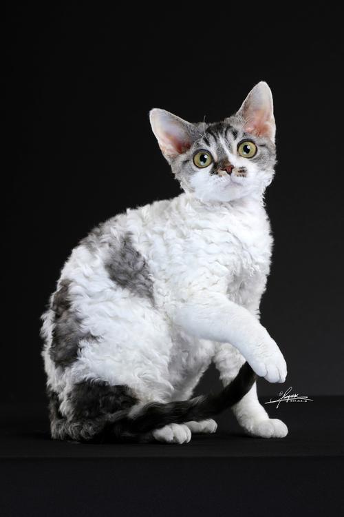 5个月的的德文卷毛猫好养活吗