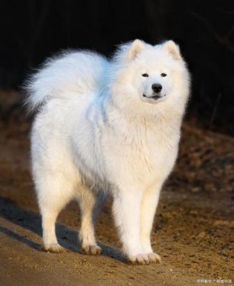 5个月的大白熊犬好养活吗