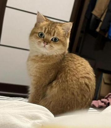 猫和狗的嗅觉比较-图1
