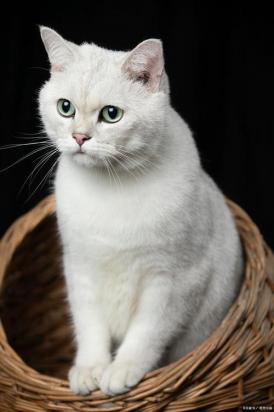 猫和猫打架会出猫命吗-图1