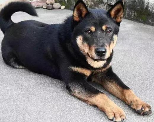 4个月的中华田园犬好养活吗-图1