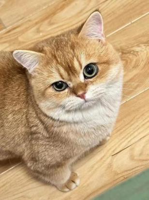 脸上有jb花纹的猫是什么品种？蓝白英短猫品种详解-1