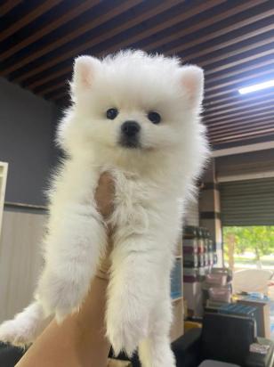 幼犬得了严重肺炎能治好吗-图1