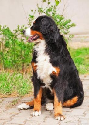 5个月的伯恩山犬好养活吗-图1