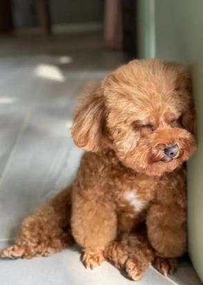 4个月的银狐犬好养活吗-图1