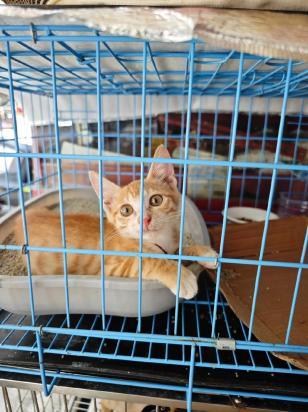 猫会被尿憋死吗-图1