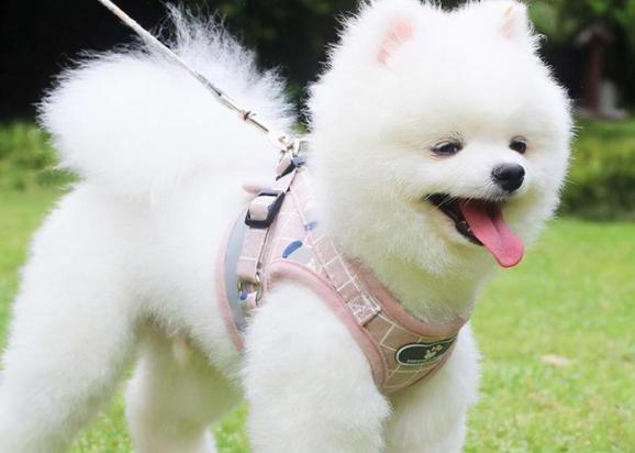 十大最漂亮小型犬排名-图1