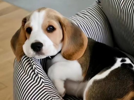 5个月的比格犬好养活吗-图1