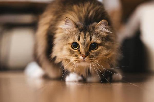 猫和狗谁的眼睛好使