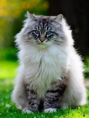 4个月的西伯利亚猫好养活吗-图1