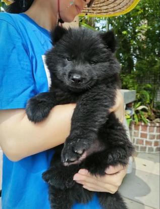 5个月的京巴犬好养活吗-图1