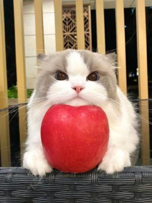 猫哈气是害怕还是威胁-图1
