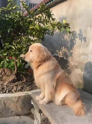 狗狗鱼油多久吃一次-图1