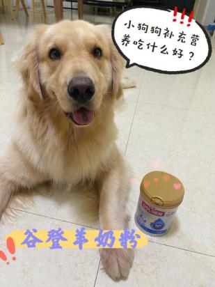 狗狗哺乳期间吃什么好-图1