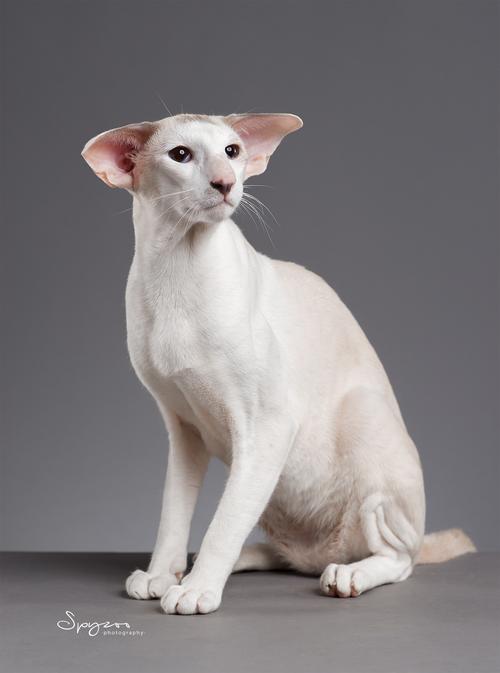 5个月的东方短毛猫好养活吗