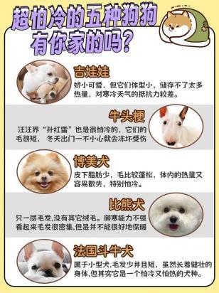 狗怕冷吗多少度合适啊-图1