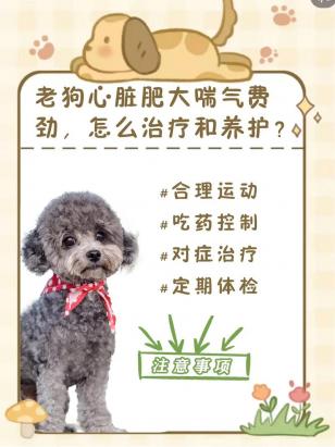 狗狗先天性心脏肥大怎么办-图1