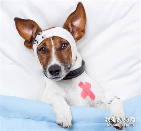 幼犬得了细小病毒怎么办啊