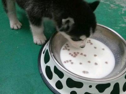 狗粮怎么喂才好需要开水泡一下吗-图1