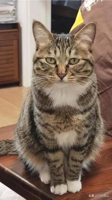 狸花猫流泪是什么原因-图1