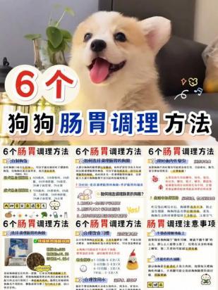 怎么给狗狗补充营养比较好-图1